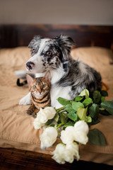 Pet Cremation Services - At All Animals we offer complete cremation services for pets of all species and sizes. Whether you have a dog, cat, pocket pet, rabbit, or a pet bird, we provide compassionate and respectful cremation services to honor your beloved companion.