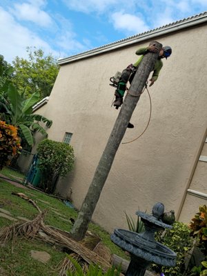 Removal of this sick diseased palm tree in lightning speed - we Removed this palm that was infected with a contagious fungus