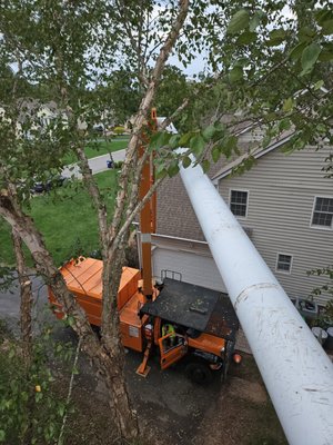 Tree Trimming/Pruning - Roof Cleaning - Our client recently purchased a new home which came with deferred tree trimming. This job included trimming trees against the side of the house and roof, reshaping trees, and removing dead limb that were a hazard.
The roof was damaged by repeated contact with trees that swayed in the wind. Tree Trimming/Pruning - Roof Cleaning - Our client recently purchased a new home which came with deferred tree trimming. This job included trimming trees against the side of the house and roof, reshaping trees, and removing dead limb that were a hazard.
The roof was damaged by repeated contact with trees that swayed in the wind.