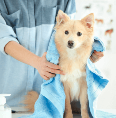 Day-to-Day Support & Special Services - From microchipping and nutrition to behavior guidance and on-site pharmacy services, we offer caring support for every aspect of your pet’s daily well-being. Clover Leaf Animal Hospital is your partner for a happy, healthy pet life. Give your pet the best—visit us for personalized support today! Day-to-Day Support & Special Services - From microchipping and nutrition to behavior guidance and on-site pharmacy services, we offer caring support for every aspect of your pet’s daily well-being. Clover Leaf Animal Hospital is your partner for a happy, healthy pet life. Give your pet the best—visit us for personalized support today!