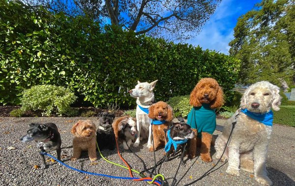 Ry's DayCare: Structured Group Pack Walks - "Paws for a moment of canine camaraderie 🐾 RythePetGuy's pack enjoying a well-earned break after an energizing group walk!" Ry's DayCare: Structured Group Pack Walks - "Paws for a moment of canine camaraderie 🐾 RythePetGuy's pack enjoying a well-earned break after an energizing group walk!"