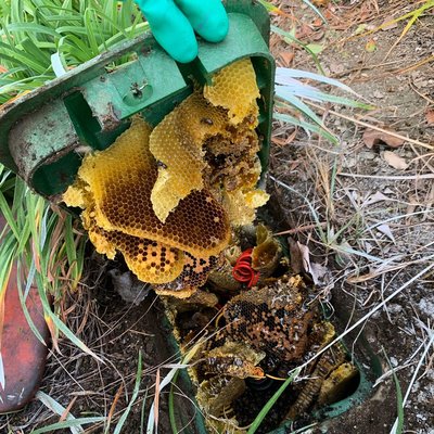 Bee Hive and Wasp Nest Removal - Bee hive and wasp nest treatments and removals. We use the best techniques and equipment to ensure a successful treatment...