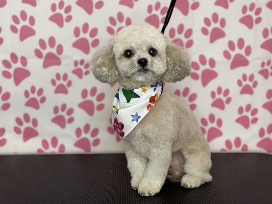 Full groom and deshedding - Get your dog a full haircut so he can feel his best during summer! Don’t forget your shorthair babies . We do deshedding services to help your baby stay cool during summer.