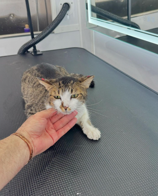 Cat Grooming - Call To Schedule your service - #Luna #cat #catgrooming #petgrooming #miami Cat Grooming - Call To Schedule your service - #Luna #cat #catgrooming #petgrooming #miami
