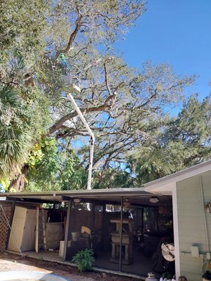 Oak tree cut back.Off roof. - book your service no job too big no job too small we do it all Oak tree cut back.Off roof. - book your service no job too big no job too small we do it all