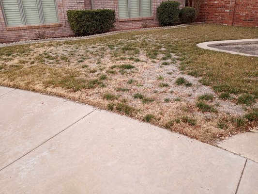 Lawn recovery - This lawn part Fescue and Bermuda had gone through an extensive period without water and was in real destress. The dead Fescue had created a heavy thatch layer that diseased the ground preventing any new growth and all shrubbery and feature were in an disorderly state. I convinced the client to let me scarify and dethatch the bad areas of the lawn and lay down fresh top-soil mixed with seed the help it recover. This include adding mulch to the beds and watering in the new soil every other day by hand until the the owner could re-enable the sprinkler system. Additionally we poisoned and remove weeds from pathways and drive. I continue to maintain the property for the client who lives out of town and it has recovered greatly from it's original state.
From Client:
Liz C - "Todd is such a kind, honest, and knowledgeable man! I recently listened to my husband and Brite Cut has been and IS truly a blessing! I love his attention to details and his willingness to communicate through texts, pictures, and email billing. first class service you can trust!" Lawn recovery - This lawn part Fescue and Bermuda had gone through an extensive period without water and was in real destress. The dead Fescue had created a heavy thatch layer that diseased the ground preventing any new growth and all shrubbery and feature were in an disorderly state. I convinced the client to let me scarify and dethatch the bad areas of the lawn and lay down fresh top-soil mixed with seed the help it recover. This include adding mulch to the beds and watering in the new soil every other day by hand until the the owner could re-enable the sprinkler system. Additionally we poisoned and remove weeds from pathways and drive. I continue to maintain the property for the client who lives out of town and it has recovered greatly from it's original state.
From Client:
Liz C - "Todd is such a kind, honest, and knowledgeable man! I recently listened to my husband and Brite Cut has been and IS truly a blessing! I love his attention to details and his willingness to communicate through texts, pictures, and email billing. first class service you can trust!"