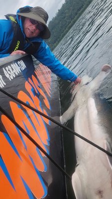 Sturgeon Frenzy !! - Sturgeon are available in both the Columbia and Willamette throughout the winter and clear through the first half of the calendar year. This fishery is catch-and-release and typically provides some great action. During Springer season, we often fish for both species during the same trip. Sturgeon Frenzy !! - Sturgeon are available in both the Columbia and Willamette throughout the winter and clear through the first half of the calendar year. This fishery is catch-and-release and typically provides some great action. During Springer season, we often fish for both species during the same trip.
