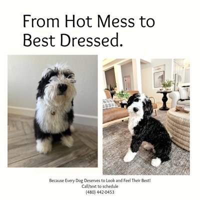 Dog Grooming - Explore our dog grooming portfolio and see the amazing transformations! From fluffy cuts to stylish trims, each pet leaves our salon looking and feeling their best. We pride ourselves on gentle care and top-notch service. Witness the magic of grooming with Barnyard Buddies! 🐾✂️✨ Dog Grooming - Explore our dog grooming portfolio and see the amazing transformations! From fluffy cuts to stylish trims, each pet leaves our salon looking and feeling their best. We pride ourselves on gentle care and top-notch service. Witness the magic of grooming with Barnyard Buddies! 🐾✂️✨