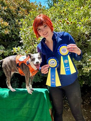 AKC Trick Certification - I recently achieved a significant milestone by certifying a client's dog in both AKC Novice and Intermediate Trick Training. This accomplishment reflects the dedication and hard work invested in both the training process and the dog's development.
For the AKC Novice Trick Dog title, the dog needed to demonstrate proficiency in basic tricks and commands. These included fundamental behaviors such as sitting, staying, coming when called, shaking hands, and rolling over. Each of these tricks was assessed for reliability and execution. The dog performed these basic commands with precision and consistency, showcasing a strong foundation in obedience and responsiveness.
Progressing to the AKC Intermediate Trick Dog title involved introducing and perfecting more advanced tricks. At this level, the dog was required to perform a series of tricks that demand greater skill and complexity. Some of the tricks included jumping through hoops, weaving between the handler's legs, playing dead, and other tasks that display agility and a higher level of training. The dog’s ability to perform these tricks smoothly and enthusiastically was crucial for earning the Intermediate certification.
The certification process involved meticulous preparation and practice. We focused on enhancing the dog’s ability to execute each trick reliably while maintaining enthusiasm and engagement. This preparation often included working on timing, precision, and ensuring that the dog responded promptly to commands.
To achieve certification, we arranged for the dog to be evaluated by an AKC-approved evaluator. The evaluator’s role was to assess the dog’s performance based on the accuracy of the tricks, the dog’s responsiveness to commands, and the overall presentation of the tricks. The evaluation process was thorough, ensuring that all requirements for both Novice and Intermediate levels were met.
The successful certification of the dog in these two levels of AKC Trick Training is a testament to the effectiveness of our training program and the hard work put in by both the dog and the owner. It also highlights the dog's versatility and ability to master a range of tricks, from basic commands to more intricate tasks.
Achieving these certifications not only demonstrates the dog’s skill but also provides a sense of accomplishment and recognition for the effort involved. The client’s dog now holds titles that signify a high level of proficiency in trick training, reflecting both the dog’s abilities and the quality of the training provided. AKC Trick Certification - I recently achieved a significant milestone by certifying a client's dog in both AKC Novice and Intermediate Trick Training. This accomplishment reflects the dedication and hard work invested in both the training process and the dog's development.
For the AKC Novice Trick Dog title, the dog needed to demonstrate proficiency in basic tricks and commands. These included fundamental behaviors such as sitting, staying, coming when called, shaking hands, and rolling over. Each of these tricks was assessed for reliability and execution. The dog performed these basic commands with precision and consistency, showcasing a strong foundation in obedience and responsiveness.
Progressing to the AKC Intermediate Trick Dog title involved introducing and perfecting more advanced tricks. At this level, the dog was required to perform a series of tricks that demand greater skill and complexity. Some of the tricks included jumping through hoops, weaving between the handler's legs, playing dead, and other tasks that display agility and a higher level of training. The dog’s ability to perform these tricks smoothly and enthusiastically was crucial for earning the Intermediate certification.
The certification process involved meticulous preparation and practice. We focused on enhancing the dog’s ability to execute each trick reliably while maintaining enthusiasm and engagement. This preparation often included working on timing, precision, and ensuring that the dog responded promptly to commands.
To achieve certification, we arranged for the dog to be evaluated by an AKC-approved evaluator. The evaluator’s role was to assess the dog’s performance based on the accuracy of the tricks, the dog’s responsiveness to commands, and the overall presentation of the tricks. The evaluation process was thorough, ensuring that all requirements for both Novice and Intermediate levels were met.
The successful certification of the dog in these two levels of AKC Trick Training is a testament to the effectiveness of our training program and the hard work put in by both the dog and the owner. It also highlights the dog's versatility and ability to master a range of tricks, from basic commands to more intricate tasks.
Achieving these certifications not only demonstrates the dog’s skill but also provides a sense of accomplishment and recognition for the effort involved. The client’s dog now holds titles that signify a high level of proficiency in trick training, reflecting both the dog’s abilities and the quality of the training provided.