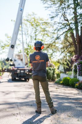 Tree Trimming - Urban Timber Tree Service provides expert tree trimming and pruning services throughout Portland and the surrounding metro area. Regular trimming not only improves the appearance of your trees, but also promotes healthier growth, increases their lifespan, and enhances the safety of your property. Our ISA Certified Arborists carefully assess each tree to identify overgrown, damaged, or hazardous branches and develop a customized trimming plan that supports structural integrity, improves light exposure, and prevents interference with windows, roofs, and utility lines.
Whether you’re looking to raise tree canopies for clearance, reduce size near structures, or thin branches for better airflow and sunlight, our team uses precise, industry-standard techniques to deliver results that are both functional and aesthetic. We complete every job with thorough cleanup and offer follow-up care advice to maintain the long-term health of your landscape. With a reputation for professionalism, safety, and customer satisfaction, Urban Timber Tree Service is Portland’s trusted choice for quality tree trimming. Tree Trimming - Urban Timber Tree Service provides expert tree trimming and pruning services throughout Portland and the surrounding metro area. Regular trimming not only improves the appearance of your trees, but also promotes healthier growth, increases their lifespan, and enhances the safety of your property. Our ISA Certified Arborists carefully assess each tree to identify overgrown, damaged, or hazardous branches and develop a customized trimming plan that supports structural integrity, improves light exposure, and prevents interference with windows, roofs, and utility lines.
Whether you’re looking to raise tree canopies for clearance, reduce size near structures, or thin branches for better airflow and sunlight, our team uses precise, industry-standard techniques to deliver results that are both functional and aesthetic. We complete every job with thorough cleanup and offer follow-up care advice to maintain the long-term health of your landscape. With a reputation for professionalism, safety, and customer satisfaction, Urban Timber Tree Service is Portland’s trusted choice for quality tree trimming.