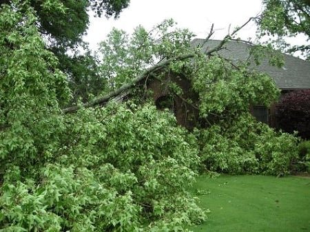 Emergency Tree removal - Don’t let a downed tree ruin your day! Our emergency tree removal services are available 24/7, ensuring your property is safe and clear in no time. Call us now for fast, reliable service and reclaim your peace of mind! Emergency Tree removal - Don’t let a downed tree ruin your day! Our emergency tree removal services are available 24/7, ensuring your property is safe and clear in no time. Call us now for fast, reliable service and reclaim your peace of mind!