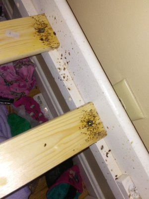 Expert Exterminating Services - These are photos of "Real" work that I performed in the field. Expert Exterminating Services - These are photos of "Real" work that I performed in the field.