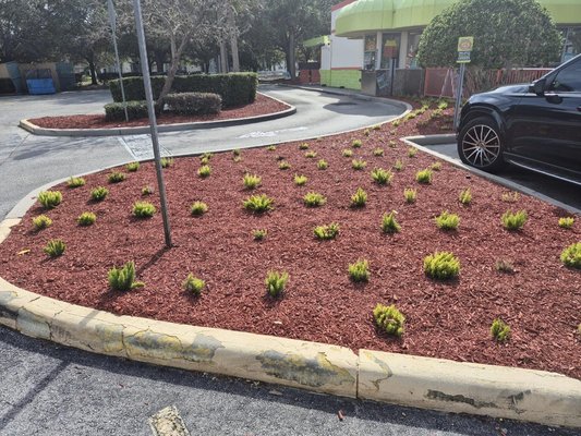 plant installation and mulch application - This project was done at a local business. Owner of the store was proud of the quality work.