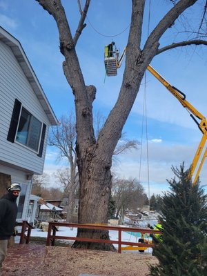 Silver Maple Removal - Large Silver Maple in Antioch IL.