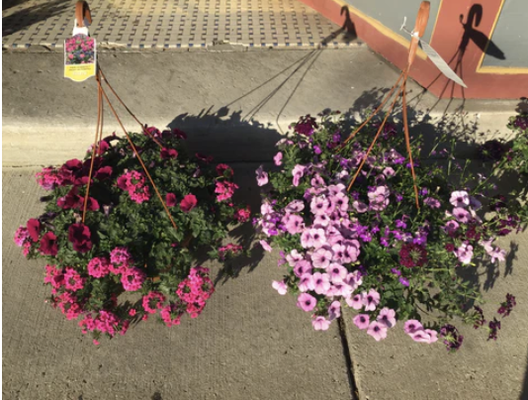 Plants - Here are some of our pants and hanging baskets! Spring showers bring May flower! Contact us today to transform your indoor & outdoor space! Plants - Here are some of our pants and hanging baskets! Spring showers bring May flower! Contact us today to transform your indoor & outdoor space!