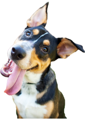 Daycare! - Daycare offers your dog the opportunity to romp and play in a safe, supervised environment. We have four indoor family rooms and an outdoor play area offering over 7,000 square feet of doggie play paradise.
Come on over!
Whether you come once in a while or reserve regular visits, we are here for you and your pup. Coming to daycare means your dog will enjoy up to 12 hours of fun any day of the week. Whatever hours best fit into your schedule, we’ll be here.
Your dog will enjoy our free-roam philosophy – and our facility has all the comforts of home. Dogs are supervised 24/7 and are sure to find their new BFFF (best furry forever friend) when they join our pack.
Drop off as early as 6:00 am
Pick up as late as 9:00 pm
Customized reservations available upon request Daycare! - Daycare offers your dog the opportunity to romp and play in a safe, supervised environment. We have four indoor family rooms and an outdoor play area offering over 7,000 square feet of doggie play paradise.
Come on over!
Whether you come once in a while or reserve regular visits, we are here for you and your pup. Coming to daycare means your dog will enjoy up to 12 hours of fun any day of the week. Whatever hours best fit into your schedule, we’ll be here.
Your dog will enjoy our free-roam philosophy – and our facility has all the comforts of home. Dogs are supervised 24/7 and are sure to find their new BFFF (best furry forever friend) when they join our pack.
Drop off as early as 6:00 am
Pick up as late as 9:00 pm
Customized reservations available upon request