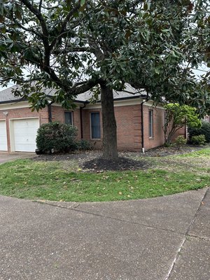 Magnolia Revival - This Magnolia tree was BEAT UP after the Great Nashville Winter Storm of 2026. The crew got it reshaped and cleaned up to get this yard back to pristine condition! Magnolia Revival - This Magnolia tree was BEAT UP after the Great Nashville Winter Storm of 2026. The crew got it reshaped and cleaned up to get this yard back to pristine condition!