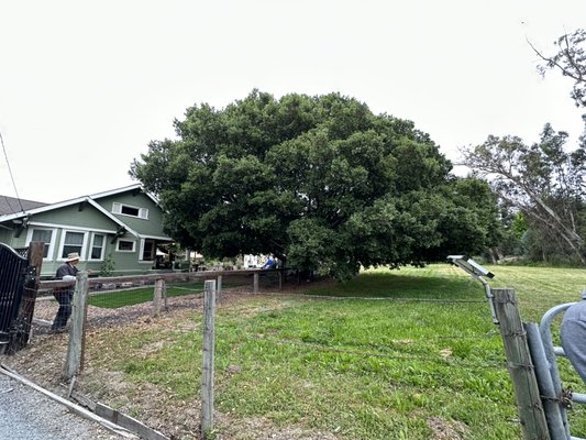 Tree removals - Emergency removal because the oak was staring to split down the middle Tree removals - Emergency removal because the oak was staring to split down the middle