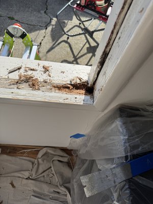 Dry Rot - When you remove a window, you never know what you'll find.  Follow the accompanying photos to find out what we found and what we did about it.