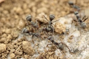 Dependable Pest Control Service in Beaverton, OR! - Our pest control service in Portland and Beaverton can help you remove mice, silverfish, termites, ants, moles, fleas, rats, wasps, cockroaches, and more from your home or business. We even offer spider removal. That's not an exhaustive list, but you get the idea. We are the exterminator of choice for a reason. The Orkin Man’s got nothing on us. Dependable Pest Control Service in Beaverton, OR! - Our pest control service in Portland and Beaverton can help you remove mice, silverfish, termites, ants, moles, fleas, rats, wasps, cockroaches, and more from your home or business. We even offer spider removal. That's not an exhaustive list, but you get the idea. We are the exterminator of choice for a reason. The Orkin Man’s got nothing on us.