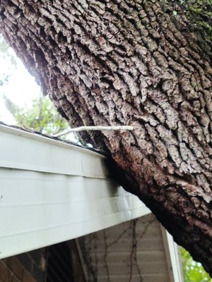 Palatka FL - clean up job we did in Palatka FL Palatka FL - clean up job we did in Palatka FL