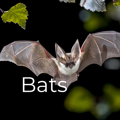 Bats - If you have bats nesting in your home or work place, getting them out is just the first step to solving your problem. A licensed, professional wildlife removal expert will also seal up all entry points so they can’t get back in and then clean-up the damage left behind. Bats - If you have bats nesting in your home or work place, getting them out is just the first step to solving your problem. A licensed, professional wildlife removal expert will also seal up all entry points so they can’t get back in and then clean-up the damage left behind.