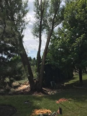 Storm damage - This job was due to storm damage. Trunk of the tree split and fell onto cornfield. Storm damage - This job was due to storm damage. Trunk of the tree split and fell onto cornfield.
