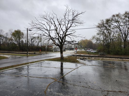 Dead Tree Removal - Old dead tree needed removed. Got it done and hauled away!!! Dead Tree Removal - Old dead tree needed removed. Got it done and hauled away!!!