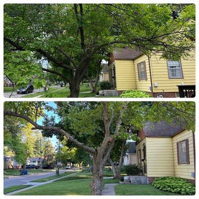Yard reconstruction - This yard was in need of T&A. We start by removing all volunteer trees and vines. Next trimmed all bushes and prune the trees, after that was all said and done it just needed a little mowing and weedeating. The client was pleased! Yard reconstruction - This yard was in need of T&A. We start by removing all volunteer trees and vines. Next trimmed all bushes and prune the trees, after that was all said and done it just needed a little mowing and weedeating. The client was pleased!