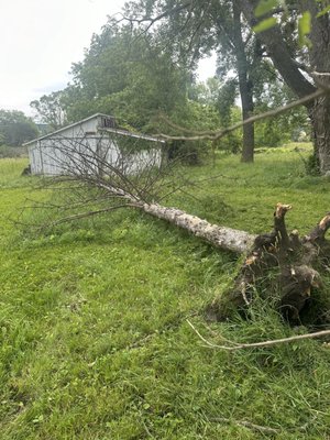 2024 customer dead tree removal - Cut into appropriate size pieces and removed fallen tree. 2024 customer dead tree removal - Cut into appropriate size pieces and removed fallen tree.