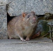 Rodents are no match for us - Rats look for a warm and safe place to live. They can enter your home and cause destruction really fast by eating wires and chewing on wood, not to mention leaving behind toxic feces. Rodents are no match for us - Rats look for a warm and safe place to live. They can enter your home and cause destruction really fast by eating wires and chewing on wood, not to mention leaving behind toxic feces.