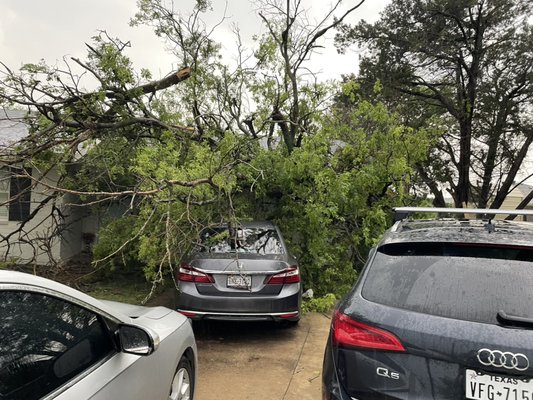 Tornado winds knocked down trees - Recent tornado brought some crazy winds to central Texas. Some of those winds reach one of my good clients and knocked the neighbors tree into their car. They reached out and had us carve their car out of the tree with no further damage!