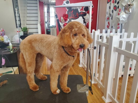 A Full service grooming - After the bath but before the groom with lots of brushing and demtting