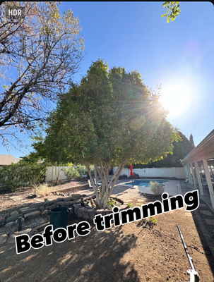 Customized Tree Trimming Solutions - At Friendly Professional Landscaping, we understand that every tree and every customer are unique. That’s why we offer customized tree trimming solutions designed to fit your specific goals, property conditions, and budget.

One recent example highlights exactly what sets us apart. A homeowner reached out with concerns about an overgrown tree that was blocking sunlight and growing too close to the house. After evaluating the tree, we recommended a full trimming to restore its shape, reduce risk, and improve the yard's appearance.

But the customer had a limited budget, and a full-service trim wasn’t financially feasible at the time.

Rather than turning the job down or pushing for more than the customer could afford, we did what we do best: we listened and adapted. Working together, we created a phased trimming plan that addressed the most immediate needs without overextending their budget.

We focused the first phase on trimming the lower and mid-level branches—clearing space near the home, improving visibility, and reducing hazards. The top canopy was left untouched for now, with the understanding that we could return later to finish the job when the customer was ready.

This kind of approach is exactly why so many clients trust us with their landscaping and tree care needs. We don’t believe in a one-size-fits-all solution. Instead, we bring experience, honesty, and flexibility to every project, whether it’s a small trim or a large-scale tree removal.