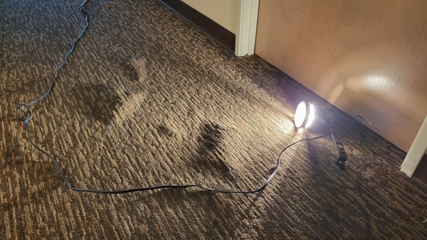 Repair of Bubbling Commercial Glue-down Carpet - We were called out to correct bubbles in a commercial glue-down carpet. The glue lost adhesion in several areas due to pH spikes in certain spots. The facility didn't want the carpet replaced, so we corrected some high-traffic areas. We also cleaned this carpet, which was heavily soiled in the high-traffic areas. Repair of Bubbling Commercial Glue-down Carpet - We were called out to correct bubbles in a commercial glue-down carpet. The glue lost adhesion in several areas due to pH spikes in certain spots. The facility didn't want the carpet replaced, so we corrected some high-traffic areas. We also cleaned this carpet, which was heavily soiled in the high-traffic areas.