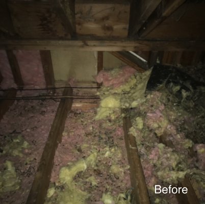 Attic clean out Before and After - This attic was badly infested. It also contained both rolled in, or, “batted” insulation, and blown in insulation. Removal of both types is done in two ways. The rolled in insulation must be hand, bagged and removed from the attic. The blown in insulation is removed with an industrial vacuum and is sucked through a long hose to the bag which is stationed outside of your home.  Attic clean out Before and After - This attic was badly infested. It also contained both rolled in, or, “batted” insulation, and blown in insulation. Removal of both types is done in two ways. The rolled in insulation must be hand, bagged and removed from the attic. The blown in insulation is removed with an industrial vacuum and is sucked through a long hose to the bag which is stationed outside of your home. 