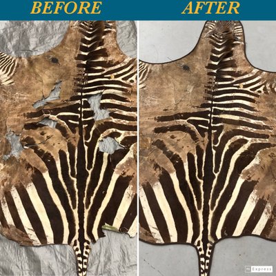 Zebrahide Repair - Here is Zebra hide cleaning, repair, and restoration. It came in with pet accidents and many damages and missing and rotten areas. We did a full cleaning and sanitizing, full re-backing, and complete restoration of the missing and damaged areas by reconstructing the hide.