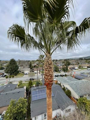 Palm tree cleanup - Quick beautification project Palm tree cleanup - Quick beautification project