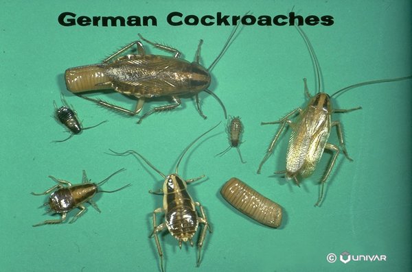 We Offer German Roach Services - The kitchen is the place where cleanliness should be the prime factor to be taken care of which if neglected can become the breeding and flourishing place of the most dreadful of arthropods: the cockroach. Besides, spreading diseases and microbial infections they appear from the unimaginable corners of your kitchen and spread in the whole house.