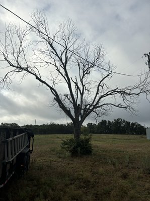Tree removal - Dead tree