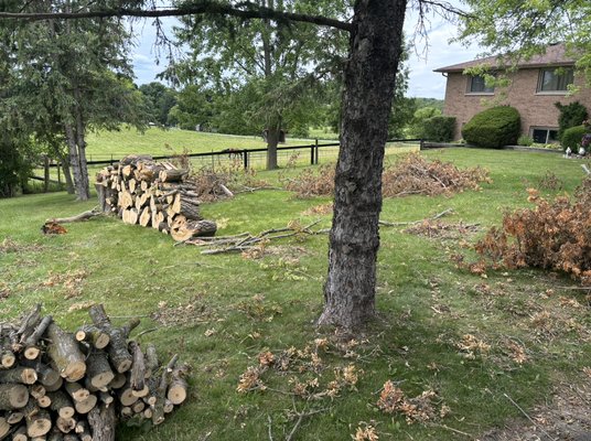 Tree removal - Done and dusted. Left client happier Tree removal - Done and dusted. Left client happier