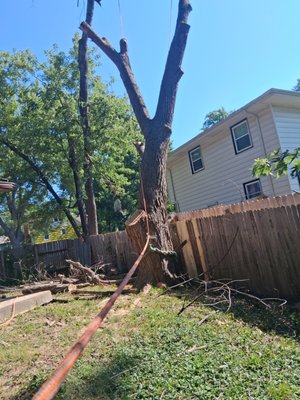 Tree removal fast and Quick - This tree removal project involved removing a large, hazardous tree that posed a risk to the property. Our team carefully planned every step to ensure a safe and efficient removal while protecting the surrounding area. Once the tree was removed, we completed a thorough cleanup, leaving the yard clean and ready to enjoy. The homeowner can now have peace of mind knowing their property is safer and looks better than ever.