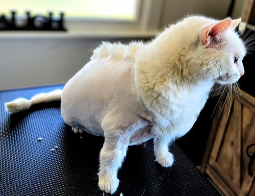 Too much cat dander and shedding - This cat owner was frustrated with the shedding they chose a designer clip with a mane. Within a week, they returned and had the mane clipped down with spikes starting at the top of her neck to eliminate more shedding. They said she loves her haircut!