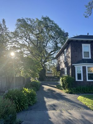 Large oak - Pruning a large oak Large oak - Pruning a large oak