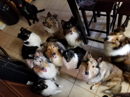 puppy - I breed various colors of shelties and will have different color options available from time to time. But depending on the parents that mate will depend on the colors of the puppies.