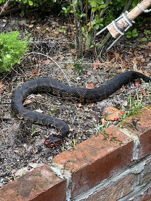 Snake Wrangler! - When a killer cottonmouth bites your beloved dog, it will certainly shake you up. I got the call and rolled out immediately, killing the venomous snake. Fortunately, the dog survived! Snake Wrangler! - When a killer cottonmouth bites your beloved dog, it will certainly shake you up. I got the call and rolled out immediately, killing the venomous snake. Fortunately, the dog survived!
