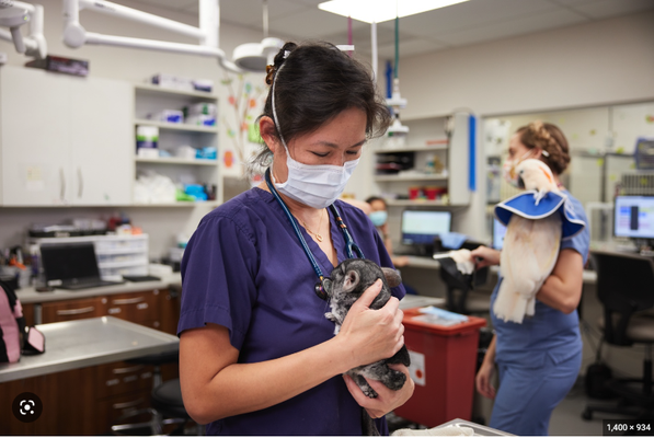 For Veterinarians -A Partnership to Help Pet Families - A Partnership to Help Pet Families
If you are a veterinarian in the Florida Gulf Coast Region, we know you're passionate about giving every faithful companion a long, happy, healthy life. Part of that responsibility is helping our beloved animals and their families say goodbye with peace and dignity. For Veterinarians -A Partnership to Help Pet Families - A Partnership to Help Pet Families
If you are a veterinarian in the Florida Gulf Coast Region, we know you're passionate about giving every faithful companion a long, happy, healthy life. Part of that responsibility is helping our beloved animals and their families say goodbye with peace and dignity.
