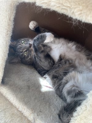 Cat Sitting Visits - We will visit your pets at your home up to 3 times a day, anywhere from 30 to 60 minutes per visit.

The length of the visits is based on the amount of tasks and number of pets you may have. Our sitters will replicate your pet's daily routine and make sure that they are happy and well taken care of.

Each visit includes feeding and cleaning of food and water bowls, scooping the litter box, administering medication (friendly pets only), cleaning of any pet messes, brushing and of course playing with them.