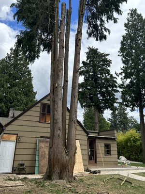 A big incense cedar tree in the backyard - A big incense cedar tree with four big trees a little bit hard because it was next to the house and the side walk A big incense cedar tree in the backyard - A big incense cedar tree with four big trees a little bit hard because it was next to the house and the side walk