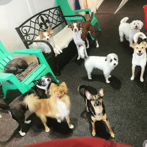 Doggy Daycare - Happy pups! Doggy Daycare - Happy pups!